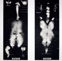 Specimens