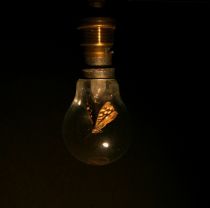 Moth
