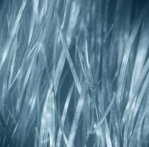 Way To Blue still