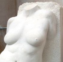 Torso